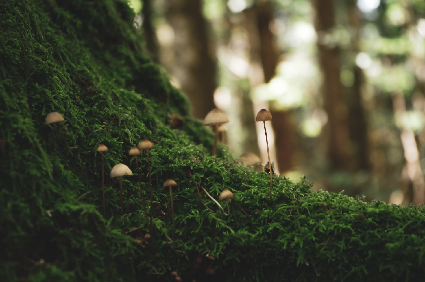 Vivere in armonia con l’ecosistema montano