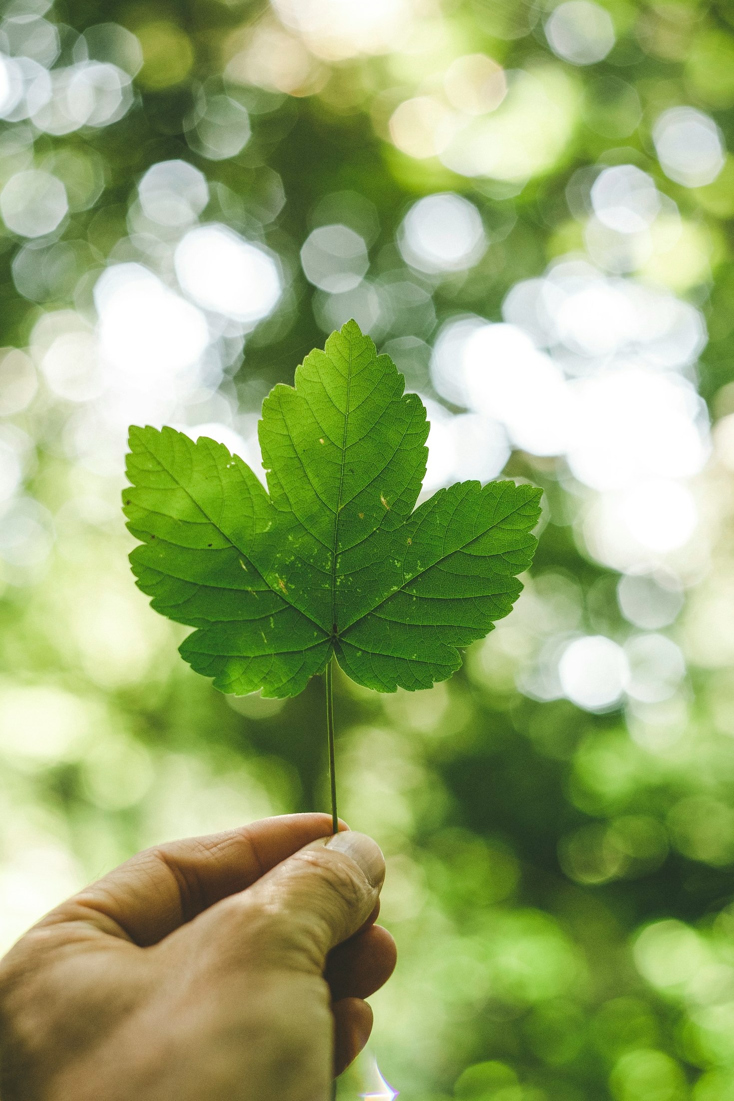 Come la natura ispira il pensiero critico